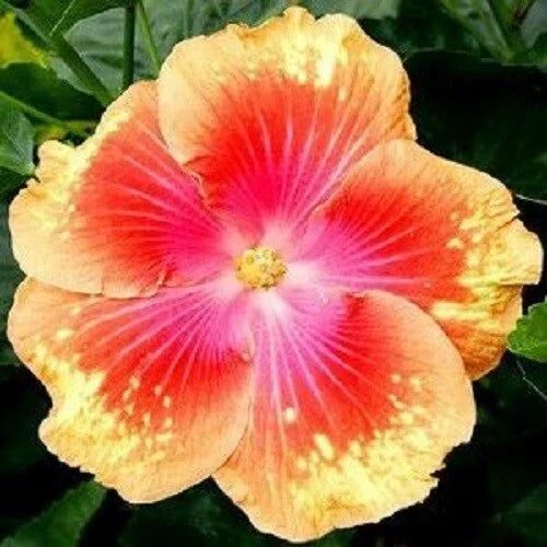 Hibiscus Seeds Pack of 20 - Pink Yellow Perennial Flower Seeds - Hibiscus rosa-sinensis for Garden, Pollinator Attracting, Easy to Grow