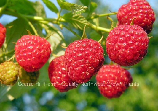 Heritage Everbearing Raspberry Bare Root Plants - Rubus idaeus - Organic, Non-GMO, Home Garden, Berries, Perennial