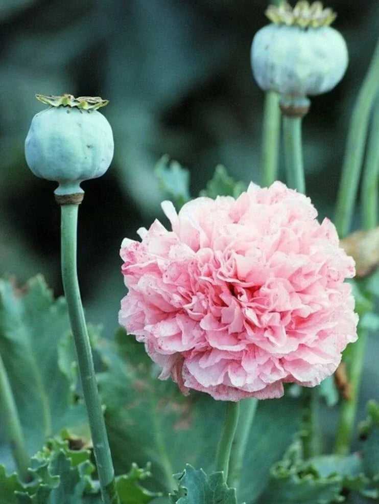 Peony Poppy Seeds 100+ Heirloom Frosted Elegance Papaver paeoniflorum Flower Seeds for Garden, Cutting, Pollinator-Friendly