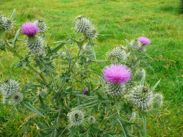 Spear Thistle Seeds 200+ Pack for Garden Planting, Cirsium vulgare, Wildflower, Attracts Pollinators, Easy to Grow