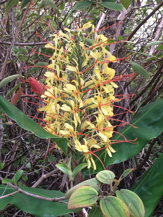 Hawaiian Kahili Butterfly Ginger Live Tuber Root – 2 Large Rhizomes Hedychium gardnerianum Tropical Garden Plant