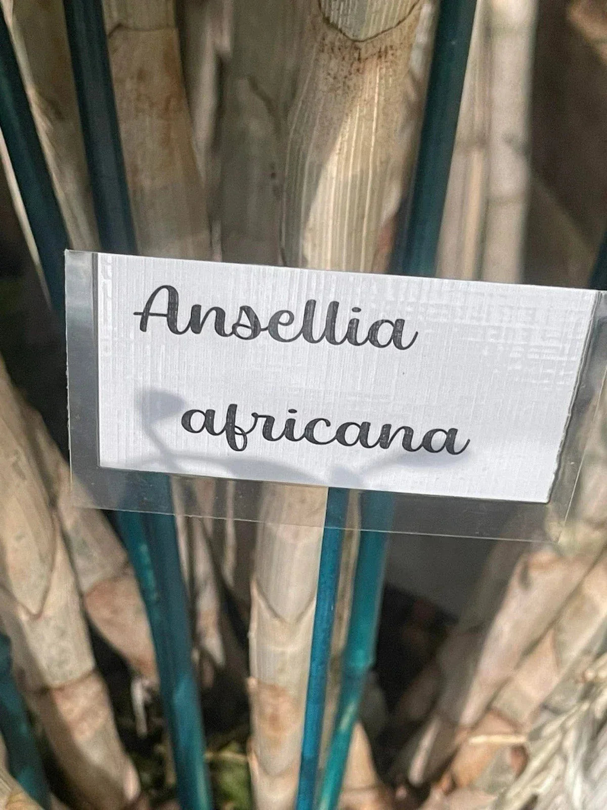 Orchid Cuttings - 5 Ansellia Africana Propagation Plant - African Orchid - Tropical Flowering Plant for Garden or Indoor Growth