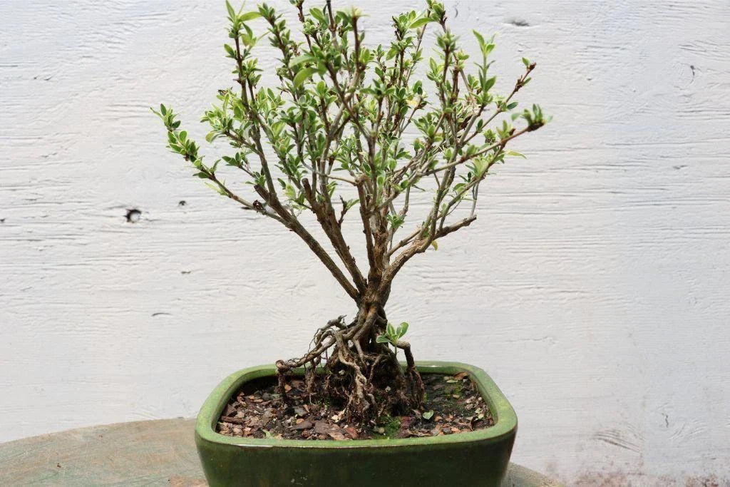 Exposed Root Bonsai Tree - Mt. Fuji Serissa - Serissa japonica Indoor Plant Decor, Unique Gift Idea, Elegant Natural Display