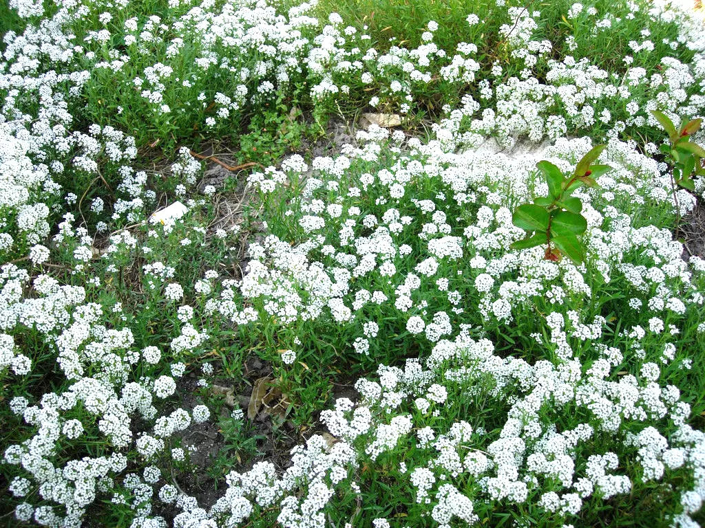 Alyssum Seeds 1000 Count - Sweet White Annual Flower - Fragrant Lobularia maritima - Easy to Grow Garden Seeds