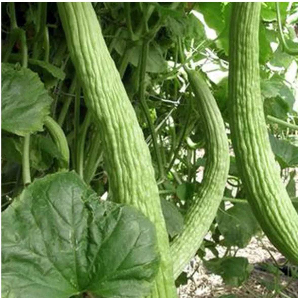 Armenian Light Green Cucumber Seeds - Organic Heirloom, Non-GMO, 35+ Pack, Cucumis sativus, Vining, Salad & Pickling