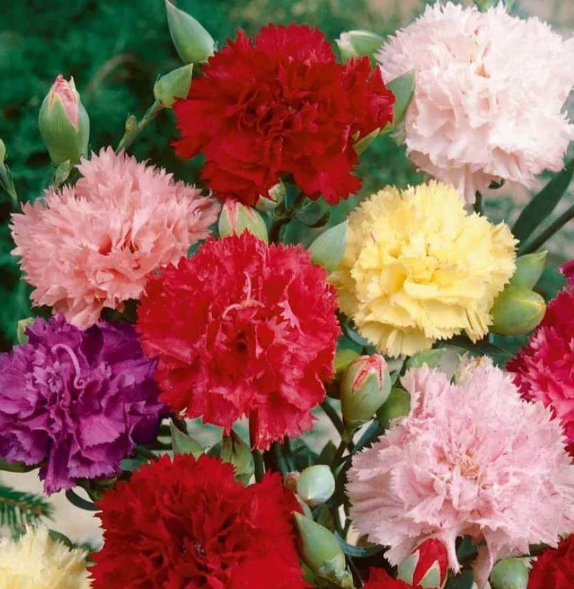 Carnation Seeds CHABAUD Mix, Fragrant Cut Flowers for Pollinators, Non-GMO, 200 Seeds, Dianthus caryophyllus, Annual Garden Flowers