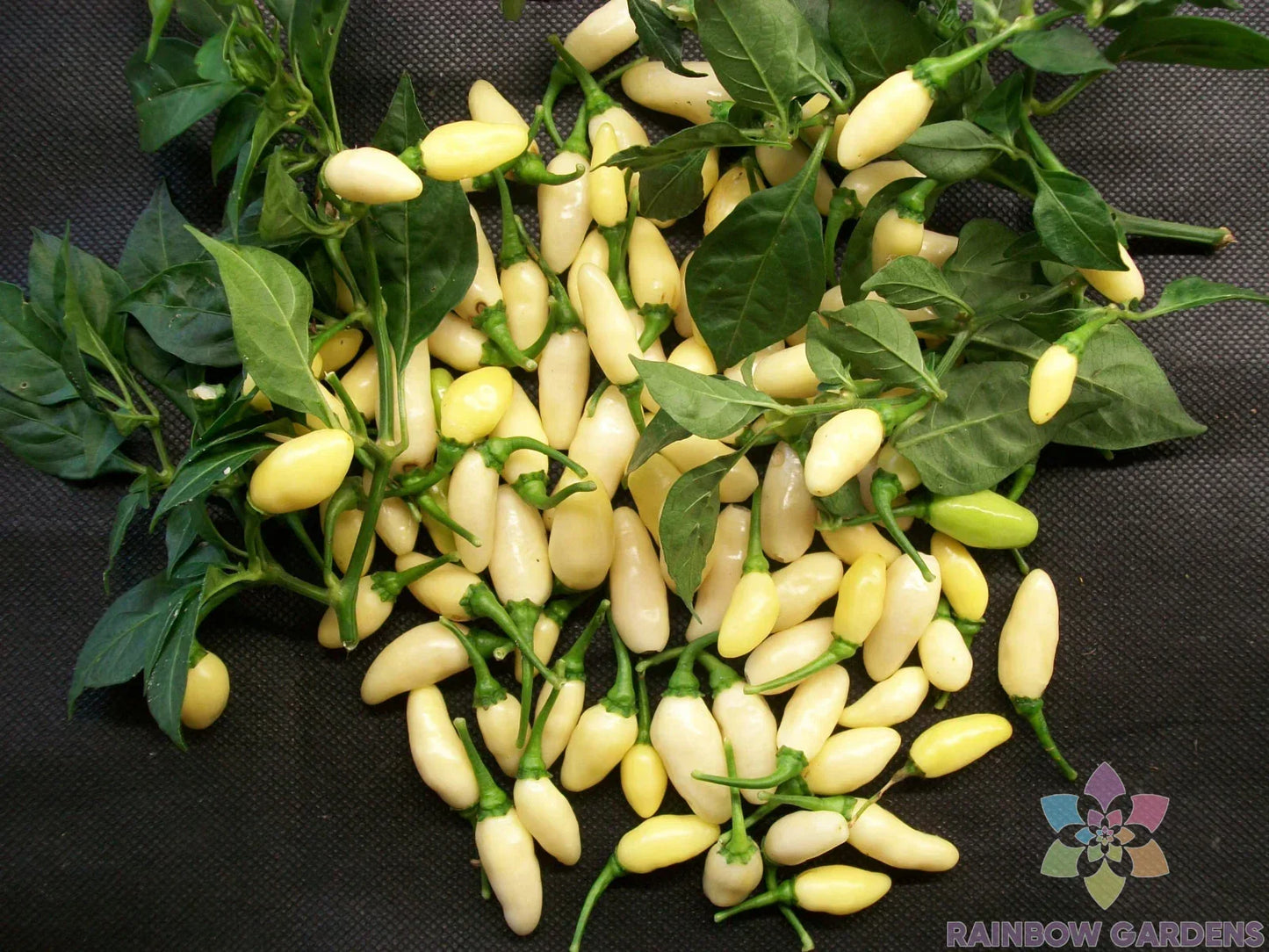 White Bullet Habanero Pepper Seeds – Capsicum chinense – 25+ Seeds for Spicy Garden, Fruity Flavor, Full Sun, USA Grown
