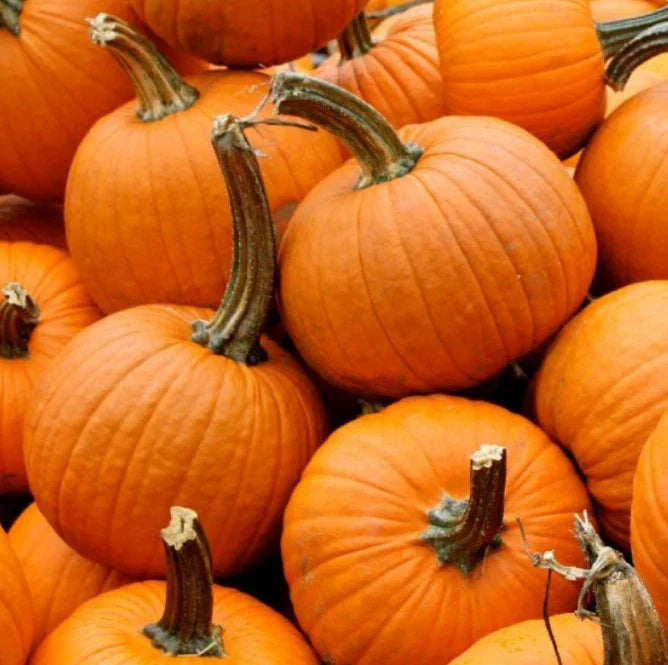 Small Sugar Pumpkin Seeds - Heirloom Cucurbita pepo for Pies, Sweet Flavor, Non-GMO, 25 Packaged Seeds