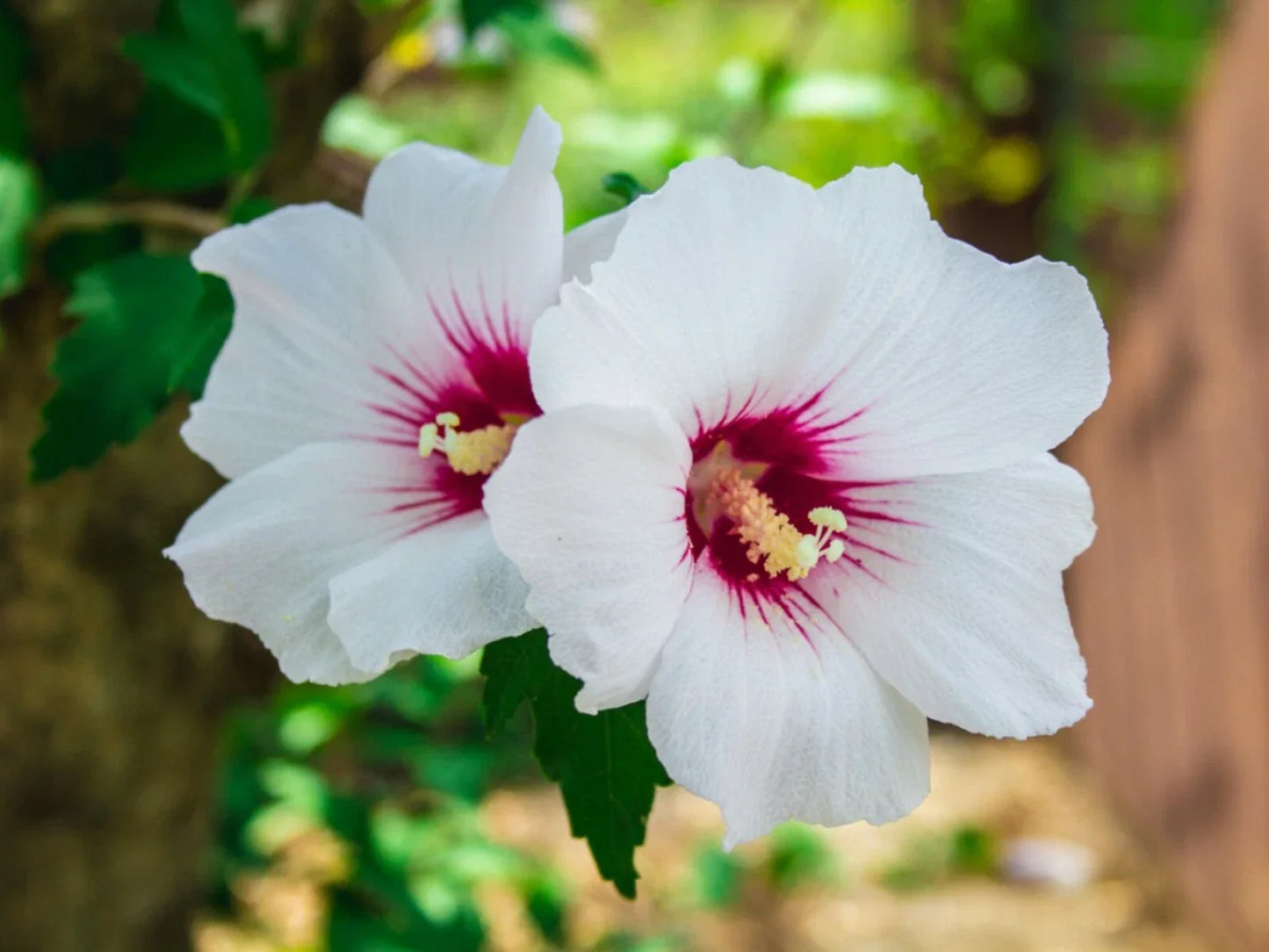 White Hibiscus Rose of Sharon Seeds - 30 Count, Hardy Perennial Flower Seeds, Hibiscus syriacus 'Alba' for Garden, Hedges & Borders