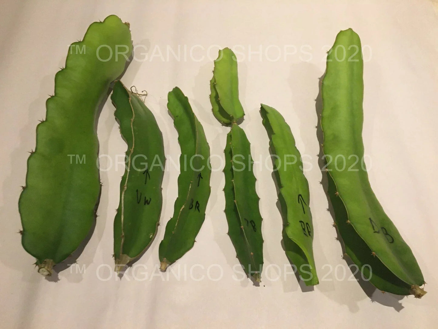 Dragon Fruit Cuttings 8-10" | Multiple Varieties Hylocereus spp. | Exotic Cactus Plant for Gardening