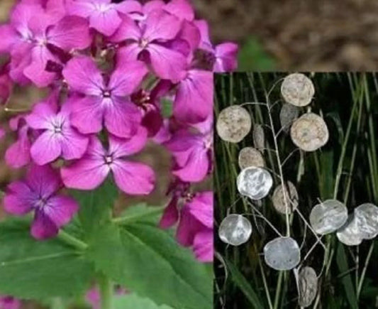 Money Plant Seeds, Lunaria Annua Violet, Purple Flower Seeds for Gardens & Indoor, Over 50 Non-GMO Seeds