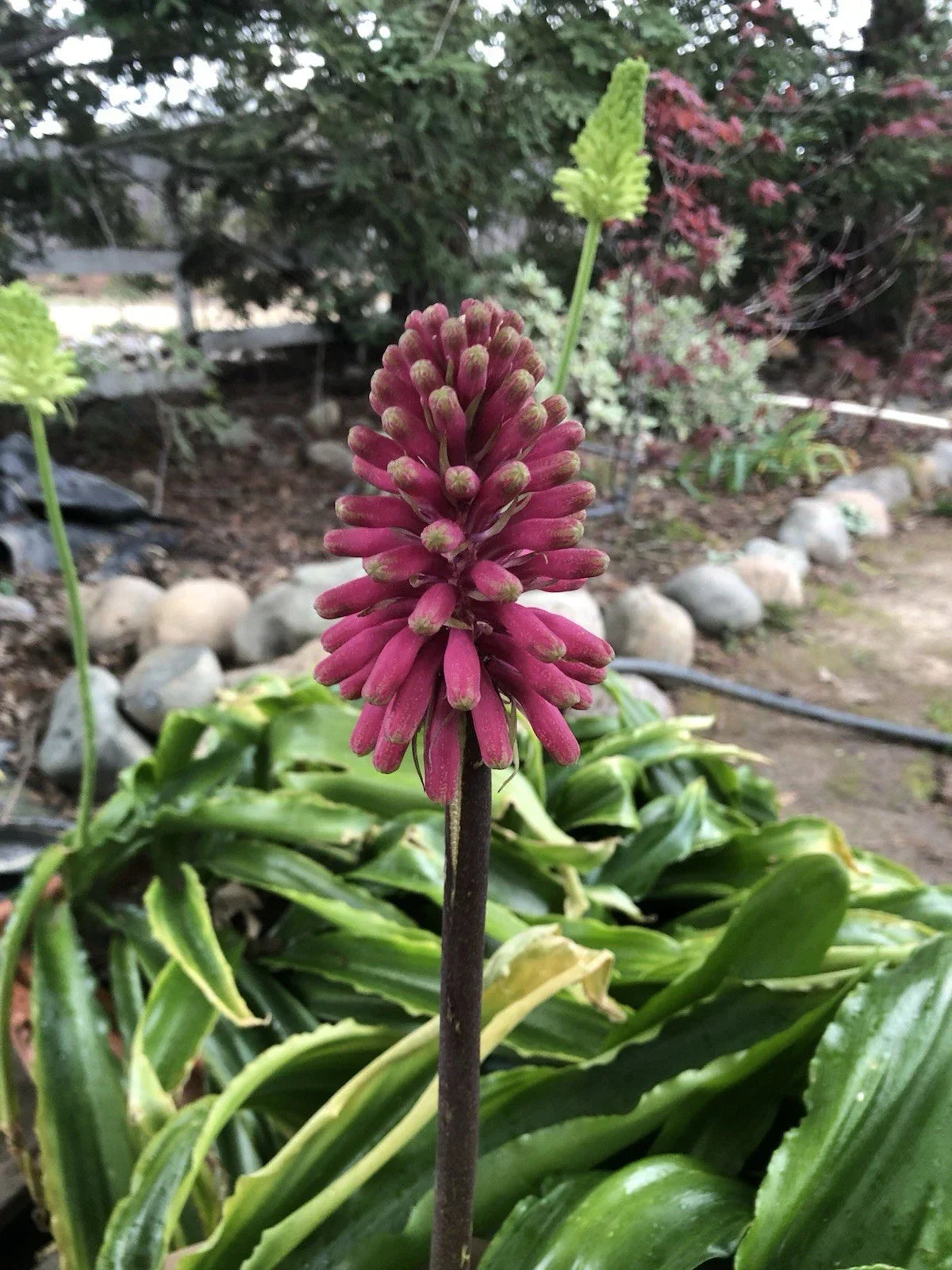 Velthemia bracteata Bulbs - Large Seed Grown Tropical Plant - Exotic Perennial for Garden or Indoor Use