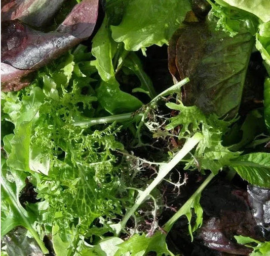 Gourmet Salad Blend Lettuce Seeds - Red & Green Non-GMO, Cool Season, 500 Seeds - Lactuca sativa