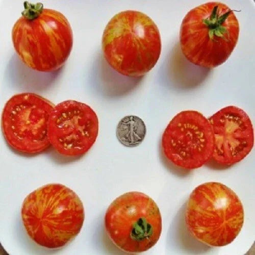 Red Zebra Seeds - 25 Fresh Seeds - Striped Variety - Dracaena trifasciata - Perfect for Indoor/Outdoor Planting