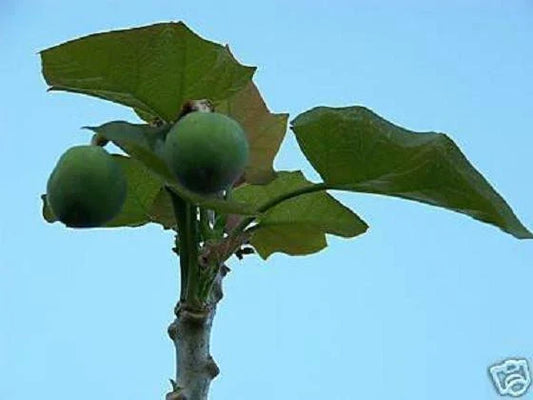 Jatropha Curcas Seeds - Rare Succulent Plant for Biodiesel Oil - 20 Seeds - Bonsai Cactus Variety - Sustainable Gardening