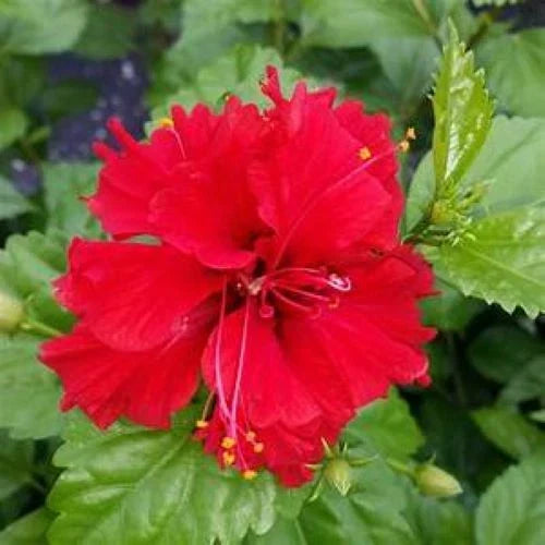 Tropical Hibiscus Starter Plant - Pride of Hankins Red - Triple Red Flowers - Hibiscus rosa-sinensis for Garden, Patio, or Outdoor Plant