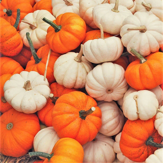 Mini Mix Pumpkin Seeds Pack | Untreated Baby Boo White & Orange Cucurbita pepo for Decorative, Baking & Garden Use