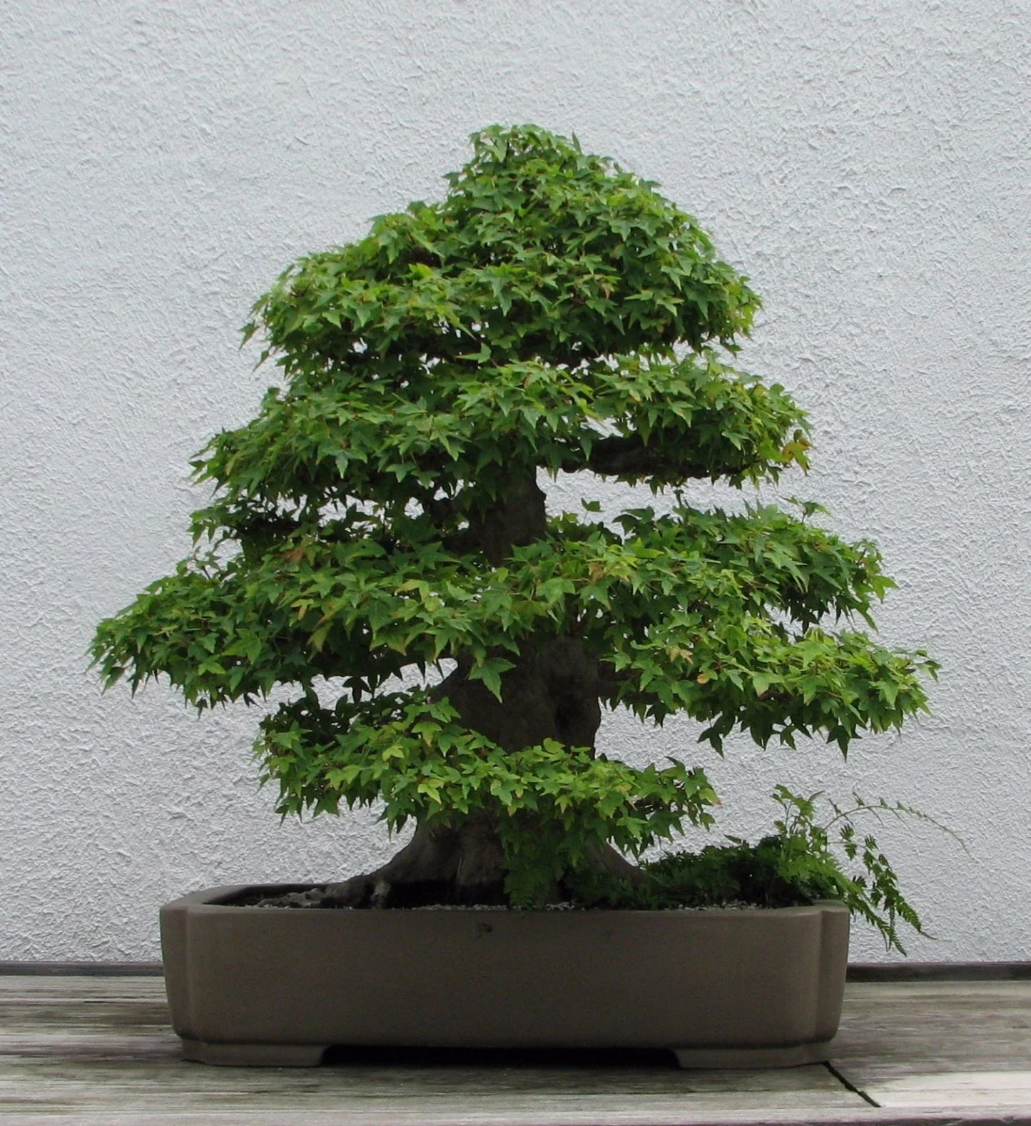 Trident Maple Seeds 20 Pack Acer buergerianum Hardy Tree for Bonsai & Landscaping