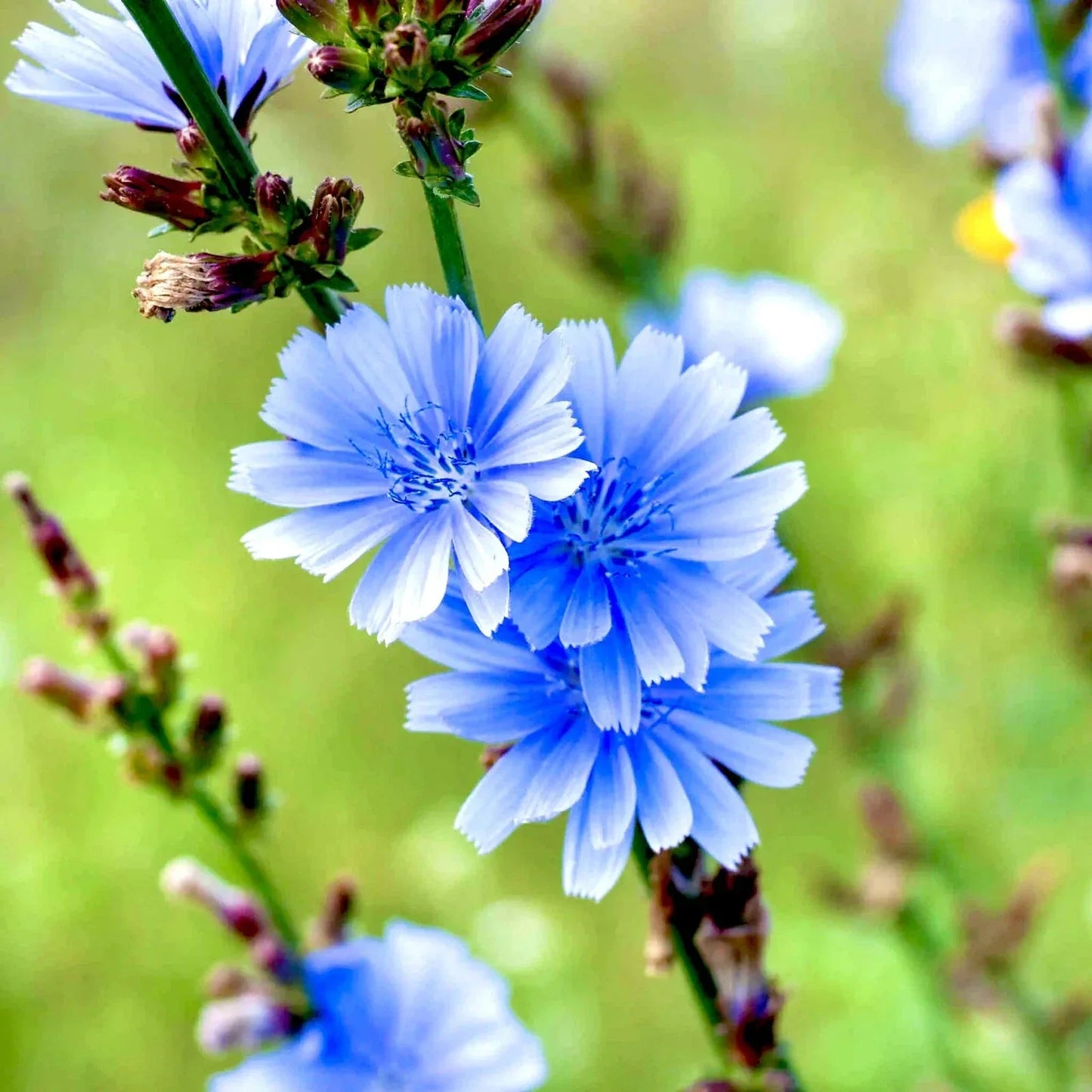 Chicory Seeds 500 Pack - Blue Perennial Flower - Cichorium intybus - Natural Coffee Substitute for Garden and Pollinator Attracting