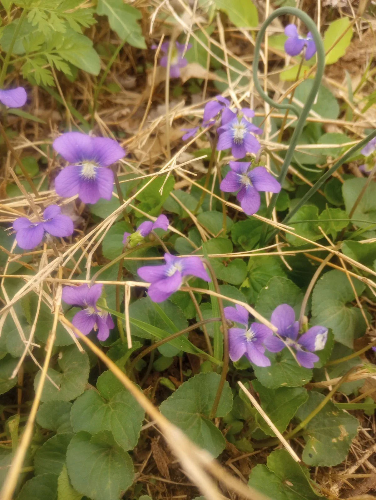 Wild Violet Flower Plant Bareroot Rhizomes Pack of 12 Viola odorata Purple Blooms for Gardens and Landscaping