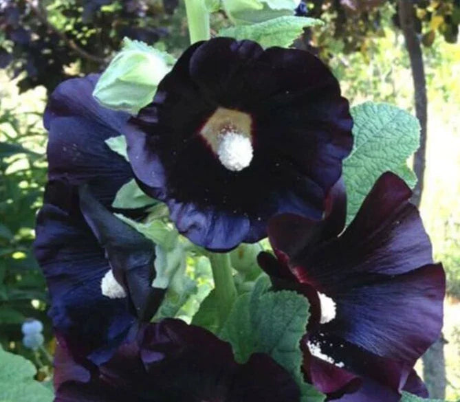 Hollyhock Seeds 15 Count Alcea rosea 'Nigra The Watchman' Black Flowering Perennial Garden Plant Seed Packet