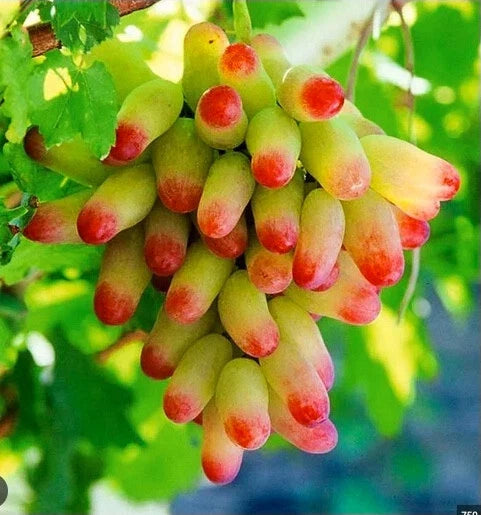 Manicure Fingers Grapes Cuttings – 3 Fresh Rooting Vitis vinifera Vine Clippings for Home Vineyard Cultivation