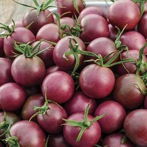 Black Cherry Tomato Seeds - Heirloom Non-GMO Organic Solanum lycopersicum for Home Gardening