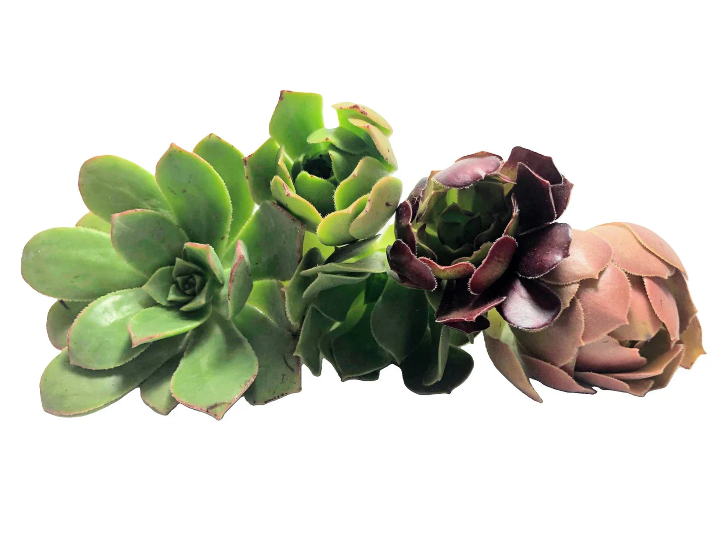 Assorted Aeonium Cuttings 2–6 Inches | Unique Succulent Rosettes | No Repeat Varieties | Ideal for Plant Lovers