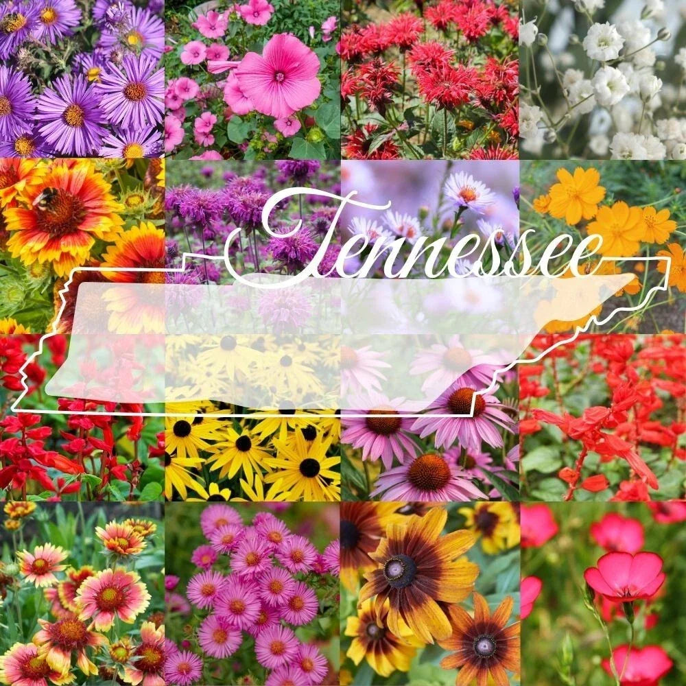 Tennessee Wildflower Seed Mix 1lb Bulk, Native Wildflowers for Garden & Landscaping, Covers 2000 sq ft, Colorful Blooming Seeds