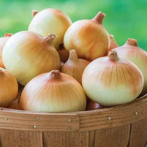 Candy Onion Seeds - 500+ Non-GMO Allium cepa for Garden & Container Planting, Sweet Flavor, Fast-Growing, USA Grown