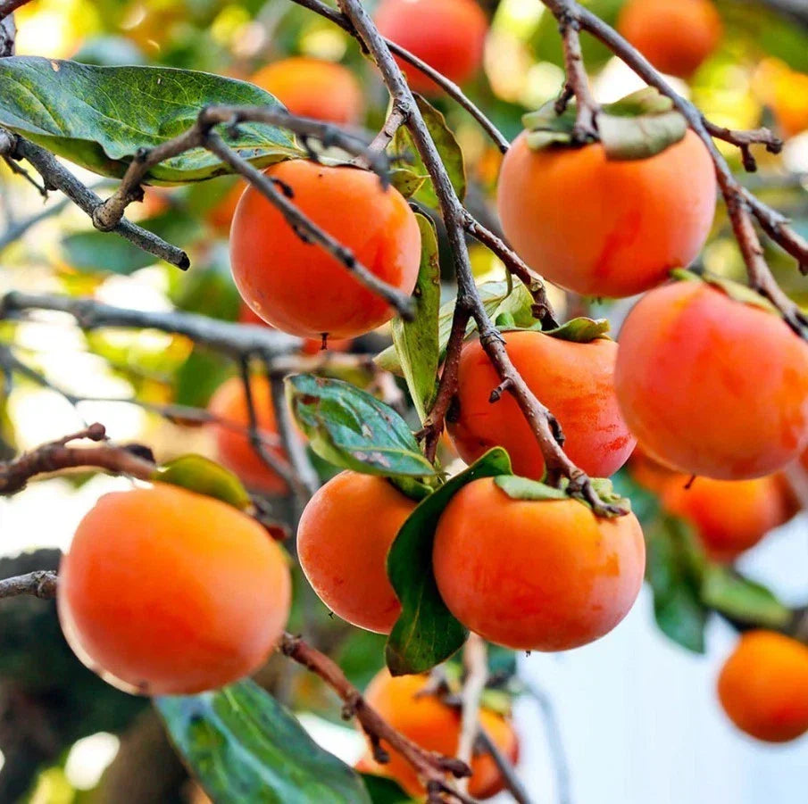American Persimmon Live Tree 12-18" Fruit Bearing Diospyros virginiana No Pot for Landscaping and Wildlife