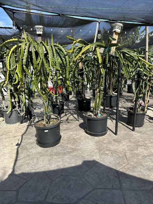 Organic Dragon Fruit Cuttings 12 Pack – 5 Inch Hylocereus Undatus Fresh Plant Propagation