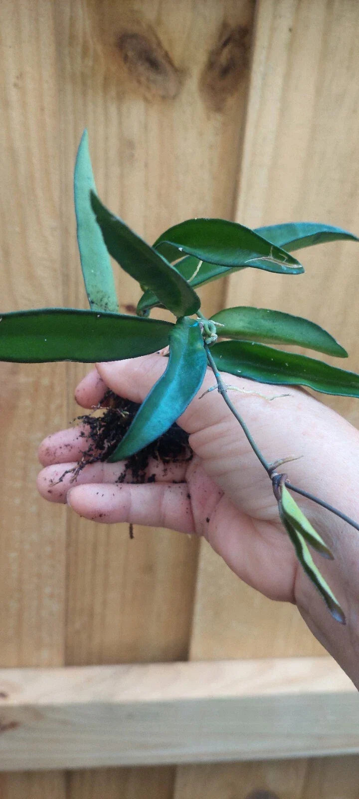 Hoya Wayetii Plant - Rooted Tropical Houseplant with Waxy Leaves and Fragrant Flowers - Easy Care Indoor Decor