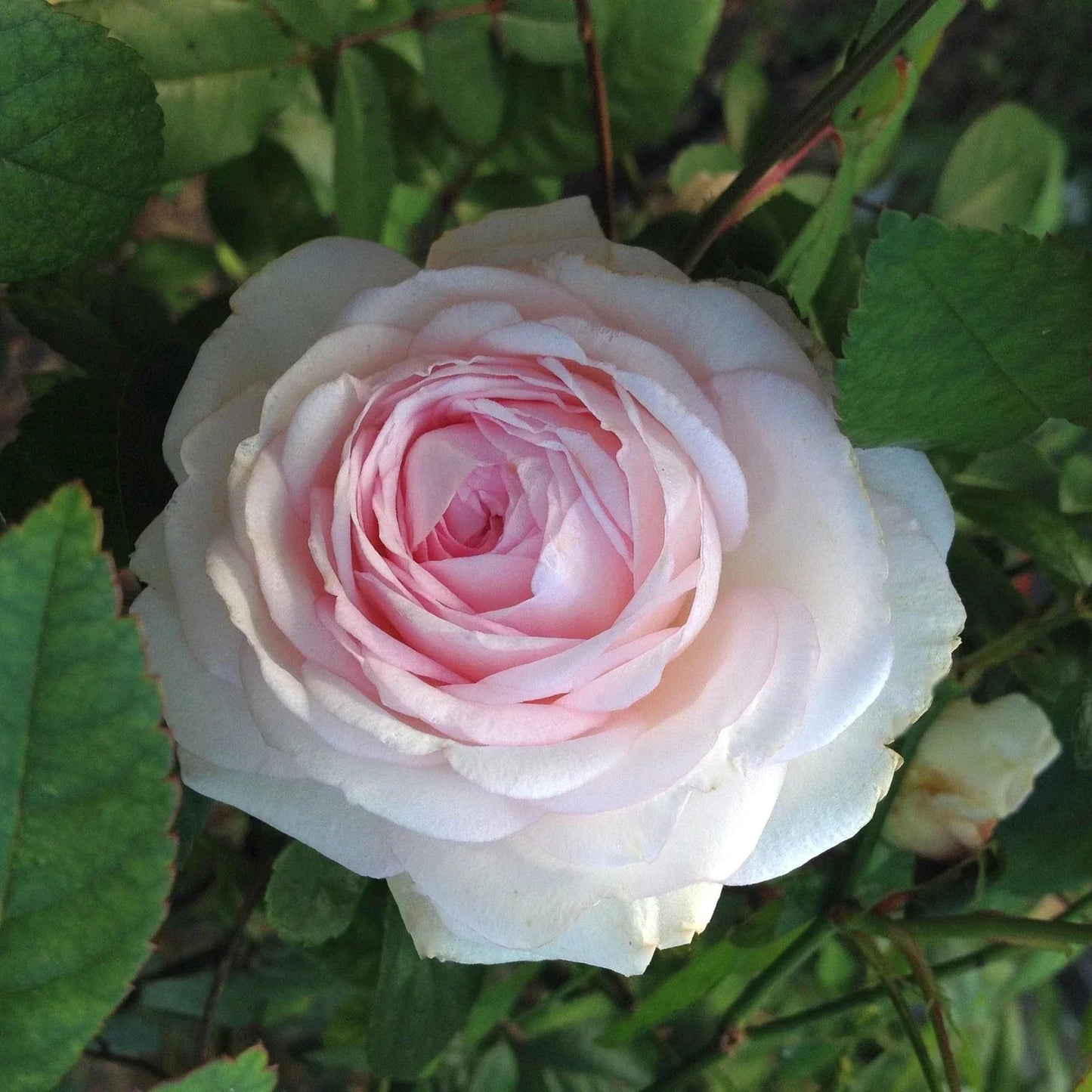 Clotilde Soupert Rose Plant - Heirloom Polyantha, Fragrant White Pink Flowers, Own Root, 4-Inch Pot, USDA Zones 7-9