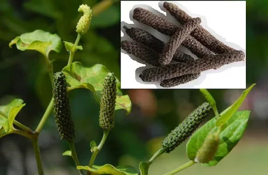Long Pepper Vine Starter Plant - Indian Long Pepper - Piper longum - Rooted Culinary Herb for Spicy Cooking