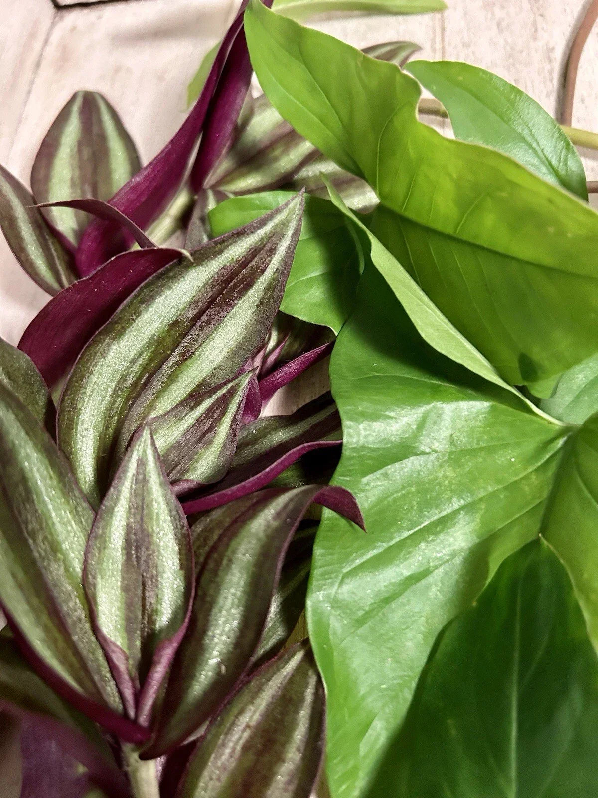 10 Rooted Plant Cuttings - Wandering Jew & Arrowhead Vine - Tradescantia Zebrina & Syngonium Podophyllum Indoor Garden Plants