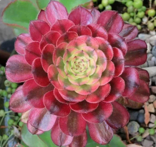 Live Succulent 6" Bare Root Aeonium 'Mardi Gras' Variegated Leaves Indoor Plant