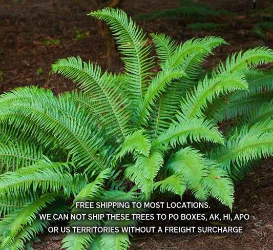 Large 3.5-Inch Potted Western Sword Ferns Polystichum Munitum Indoor Plant with Lush Green Foliage