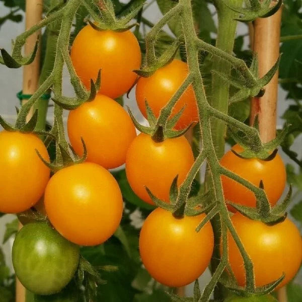Gold Nugget Cherry Tomato Seeds - Organic Heirloom Non-GMO, Sweet Golden Fruit, Solanum lycopersicum, for Home Garden & Container Growing