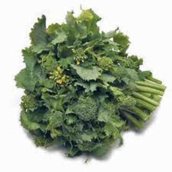 Broccoli Raab Seeds Pack of 50+ | Heirloom Rapini Variety | Brassica rapa subsp. rapa | Nutritious Greens for Cooking
