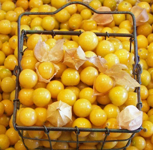 Ground Cherry Seeds Pack – Physalis pruinosa, Indeterminate, 200+ Seeds for Home Garden, Sweet & Tangy Flavor, Easy to Grow