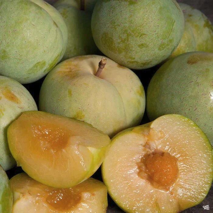 Emerald Pluot Scions Cuttings – Plum Apricot Hybrid Prunus domestica x Prunus armeniaca for Home Orchard Cultivation