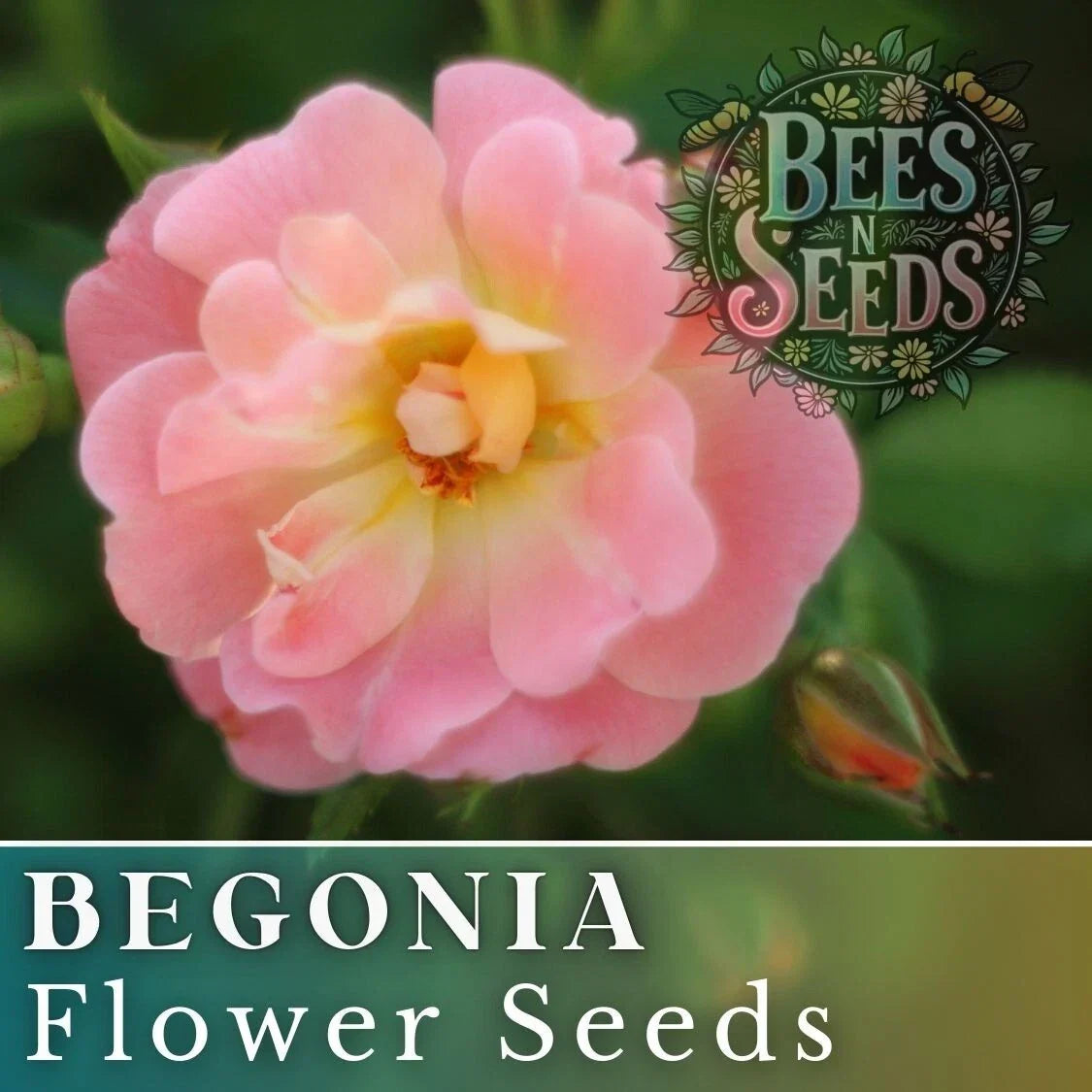 Fairy Kiss Begonia Seeds - Non-GMO Flower Seeds for Gardens & Containers, Vibrant Begonia x hybrida, 45 or 125 Seeds