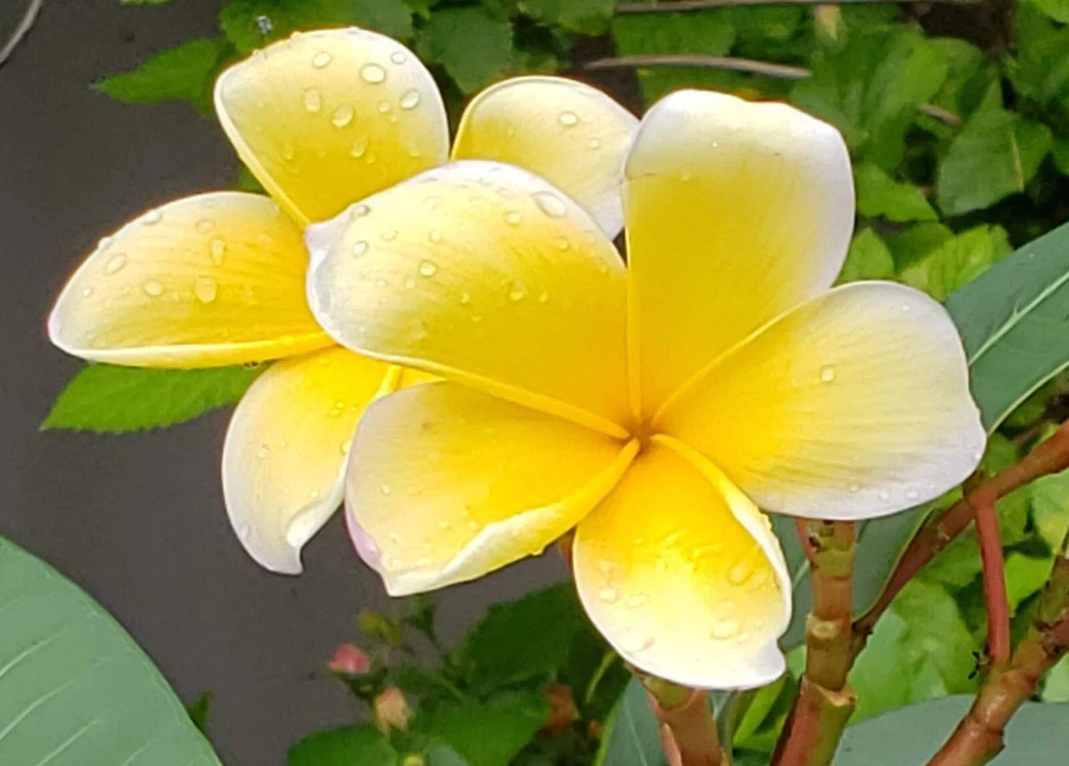 Yellow Plumeria Cuttings - Frangipani Plant Cuttings for Propagation - Plumeria rubra var. acutifolia - Tropical Flowering Plants