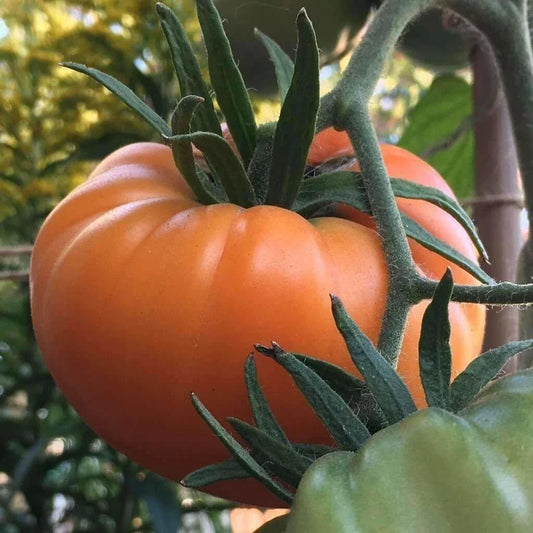 Kellogg's Breakfast Tomato Seeds - Heirloom Organic Non-GMO - Solanum lycopersicum - Golden-Orange Juicy Tomatoes for Salads & Cooking