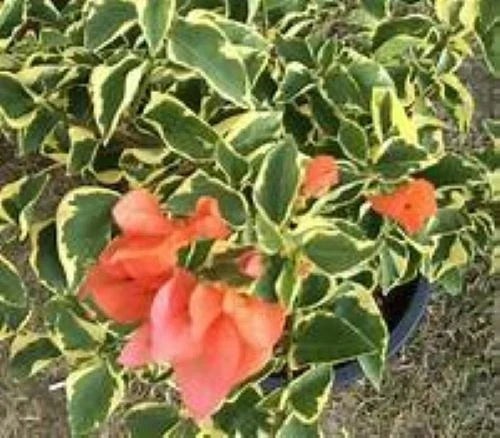 Orange Ice Variegated Bougainvillea Starter Plant - Bougainvillea glabra Plug for Garden, Patio & Containers