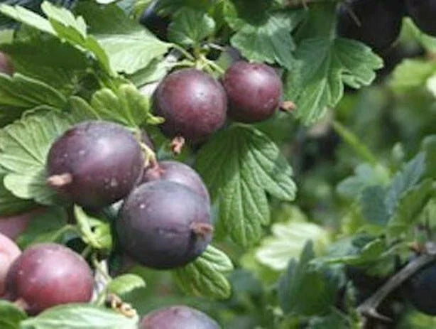 Black Velvet Gooseberry Live Plant, Rooted Starter, Ribes uva-crispa Hybrid, Self-Pollinating, Sweet Fruit, Zones 4-7