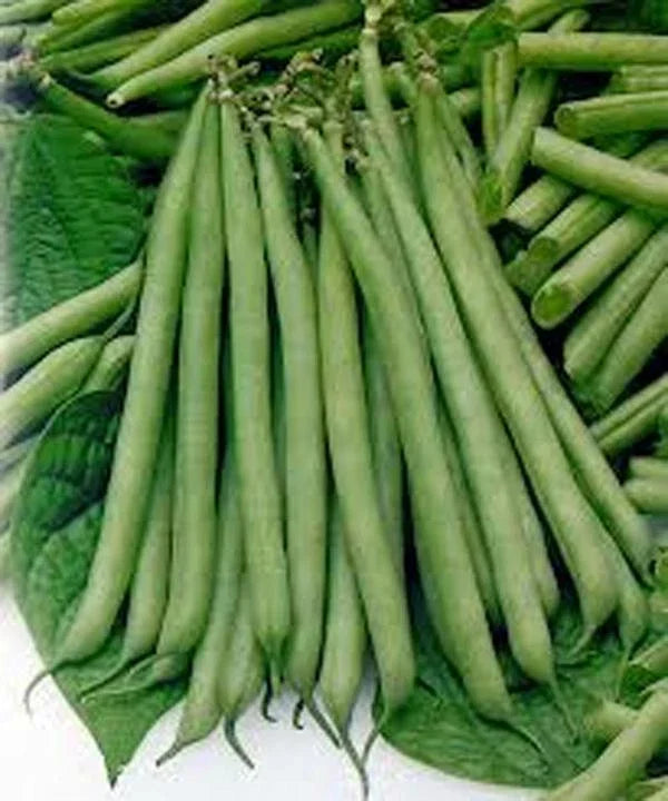 Slenderette Bush Bean Seeds – Non-GMO Phaseolus vulgaris, Compact Green Beans for Home Garden, 20+ Seeds