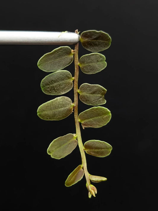 Marcgravia sp. Lime Condor Cutting – 10-Leaf Tropical Houseplant for Terrarium, Indoor Garden, Peruvian Plant