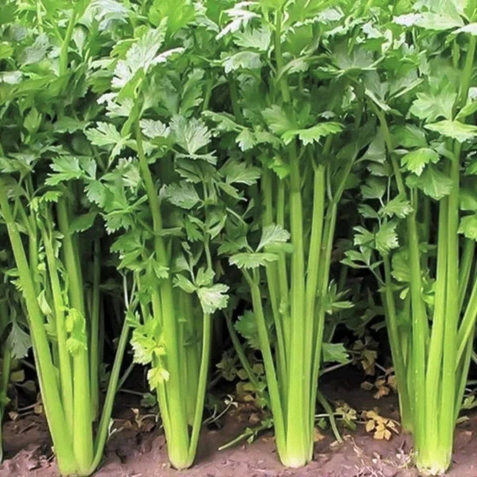 Chinese Celery Seeds - Leaf Celery Variety for Planting 2025, Apium Graveolens Nan Ling, Aromatic Leaves, Non-GMO Seed Packet